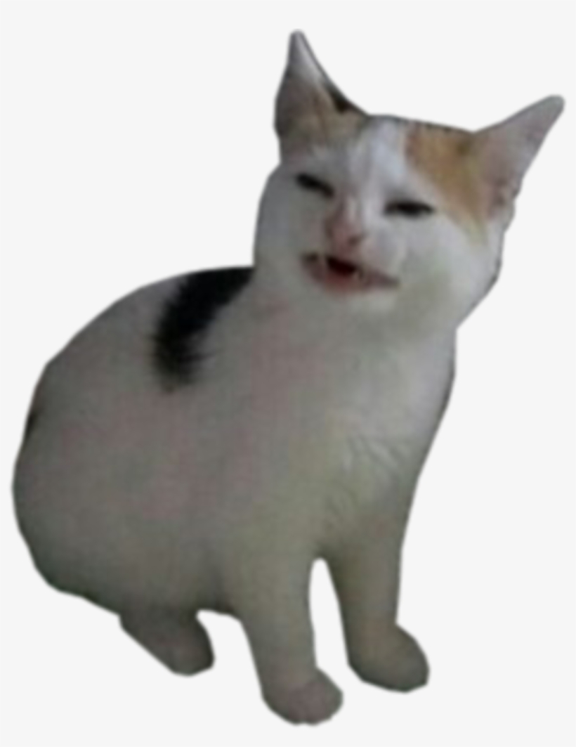 Cat, transparent png #3877007