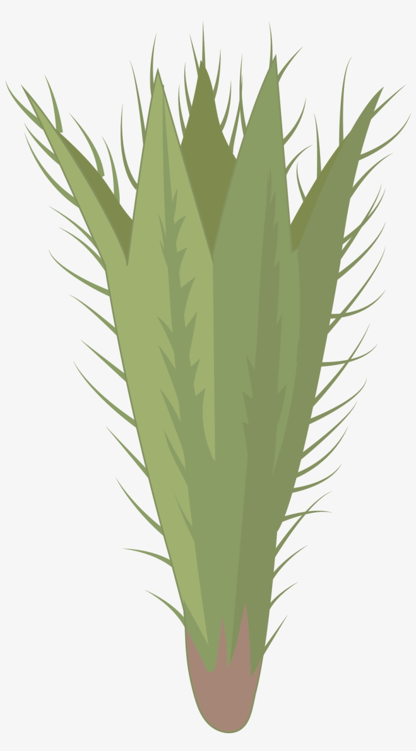 Poleo De Monte - Hierochloe, transparent png #3877788