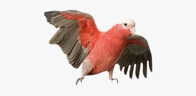 Large Parrots - Galah Cockatoo, transparent png #3878753