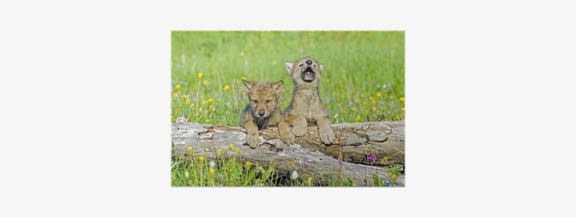 Baby Wolf Cubs Near Their Den Site - Steps For Us To Conserve Wildlife, transparent png #3878757