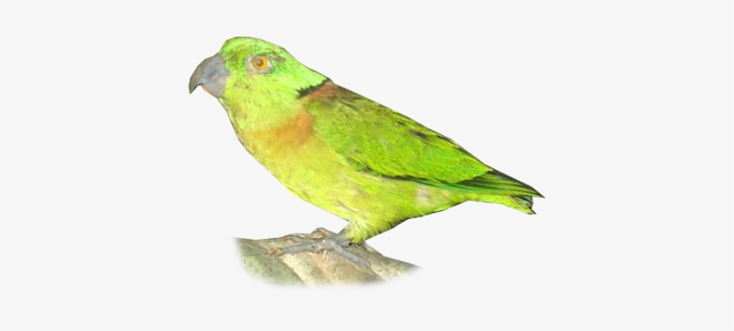 Black-collared Lovebird, transparent png #3878811