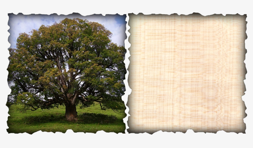 Part Of The Maple Family, The European Sycamore Has - Sycamore Maple, transparent png #3878887