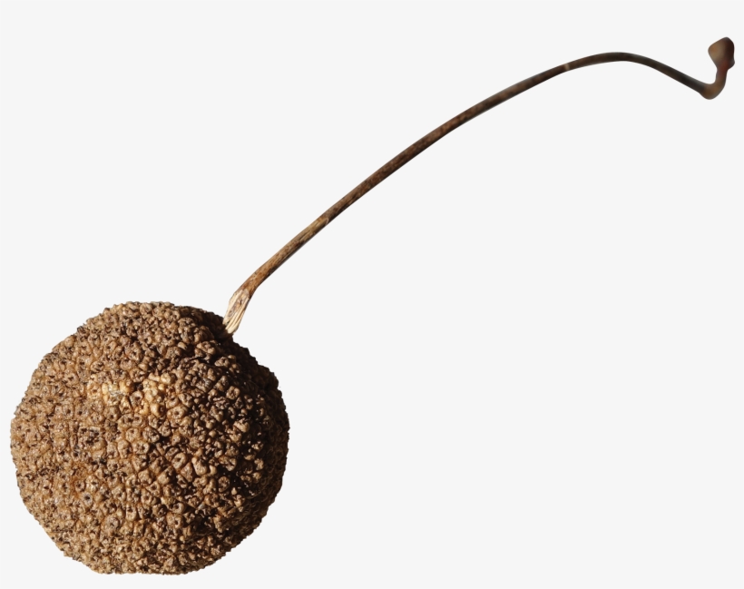 Fruit - Caffeine, transparent png #3878922