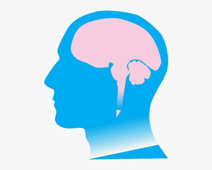 Ri 4 Copy - Brain, transparent png #3878980