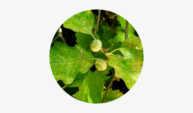Meet At 2 Pm At Wallaceburg Sycamore Woods - Quaking Aspen, transparent png #3879097