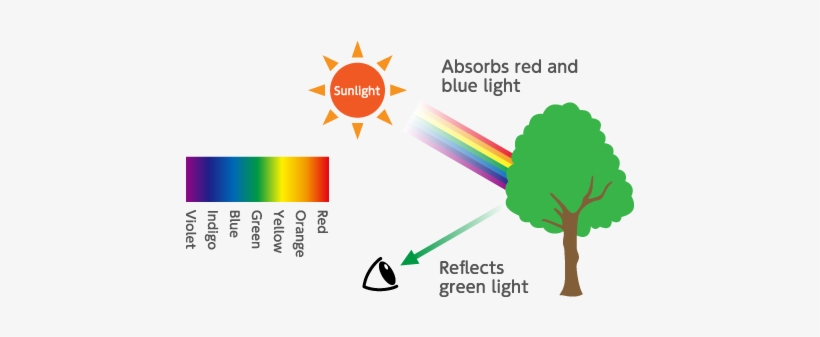 How Human Eye Can See A Green Leaf - 葉 が 緑 に 見える 理由, transparent png #3880111