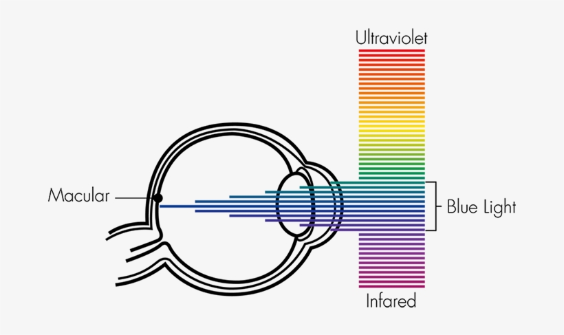 Blue Light Retinal Injury - Retinal Blue Light Hazard, transparent png #3880313