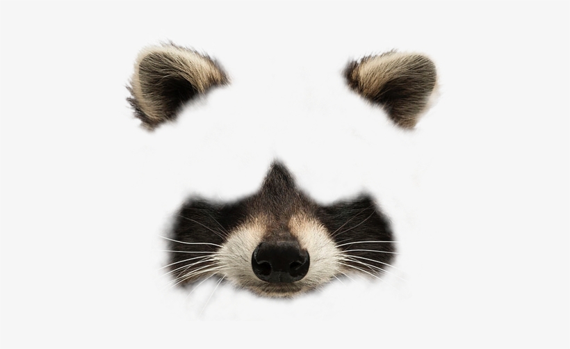 Animal Face Messages Sticker-9 - Face, transparent png #3882152