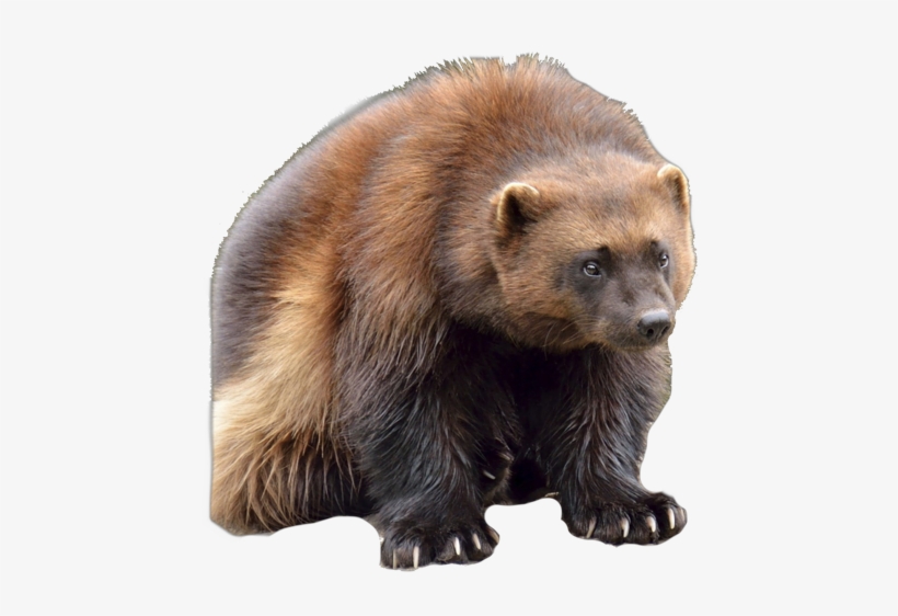 Wolverine Clipart Animal Face - Wolverine Canadian Animals, transparent png #3882222