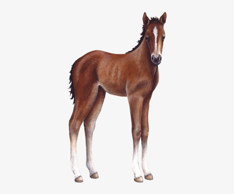 Foal Farm Animal Wall Decal Sticker - Baby Horse Transparent Png, transparent png #3883310