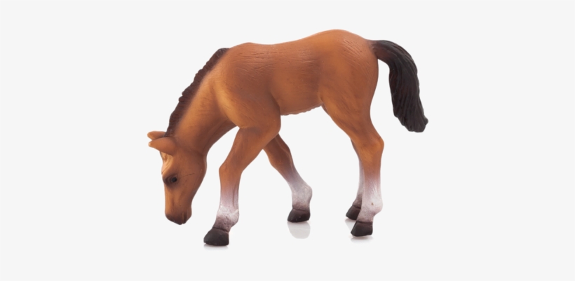 Arabian Foal Eating - Mojo Arabian Foal, transparent png #3883367