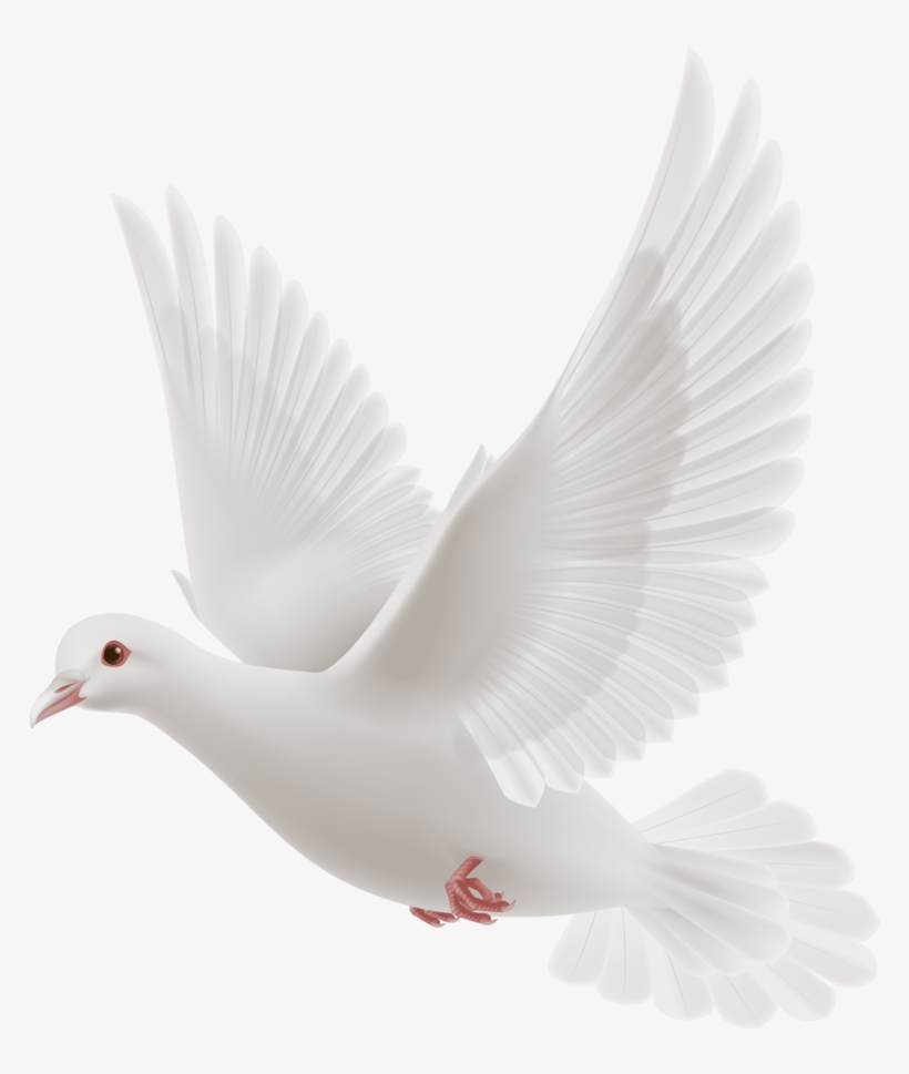 Free Dove Clipart Black And White Hd Images Free Download - White Dove Flying Png, transparent png #3883509