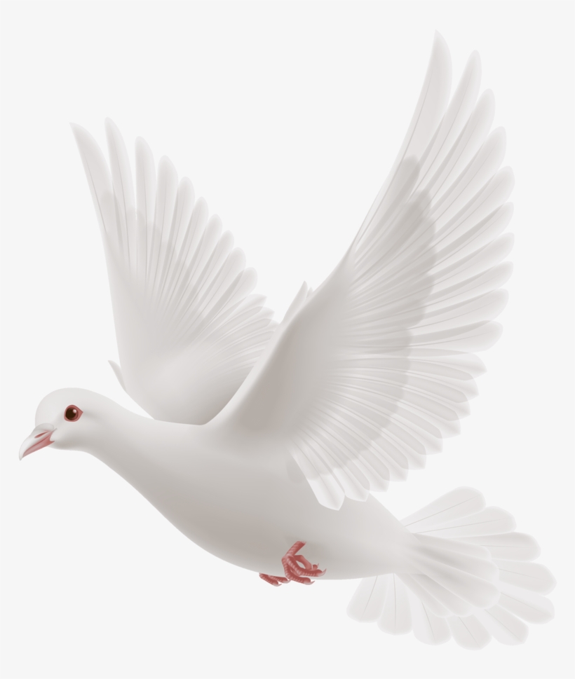 Free Dove Clipart Black And White Hd Images Free Download - White Dove
