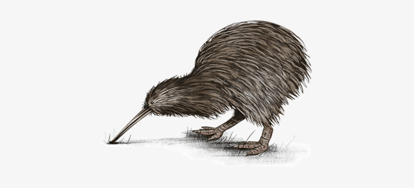 Kiwi - Native Nz Birds Transparent, transparent png #3883592