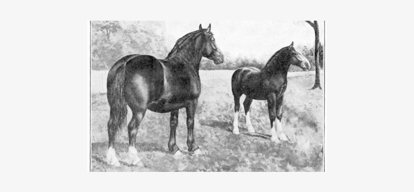 The Broodmare In Fall - Small Farmer's Journal, transparent png #3883917
