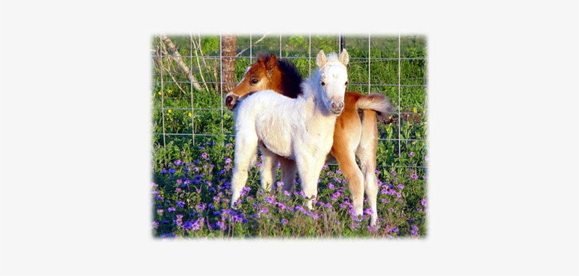 Cute Horses Adorable Image - Baby Miniature Horse, transparent png #3884212