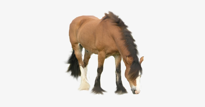 Australian Stock Horse Foal Drawing Icon - Horse Icon, transparent png #3884352
