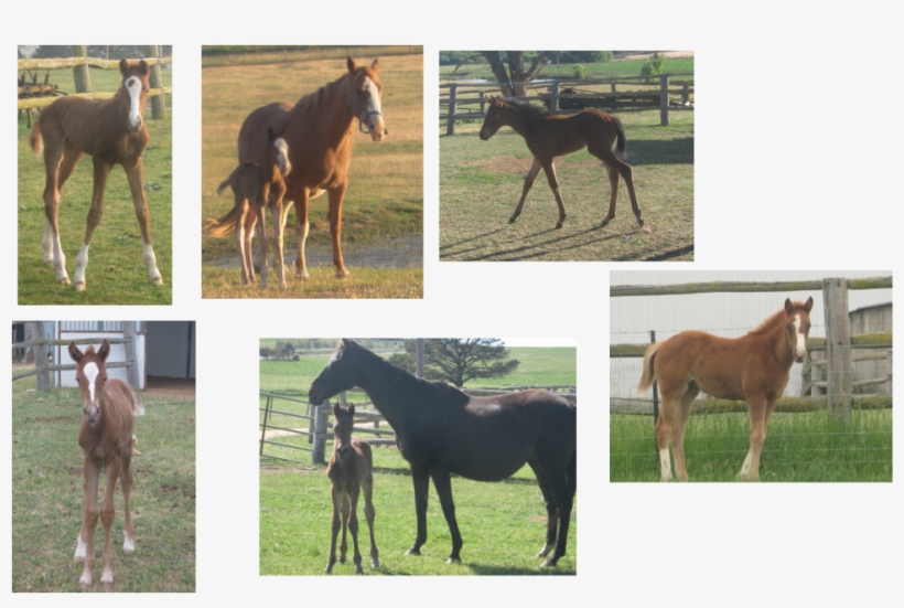 Sorrel, transparent png #3884424