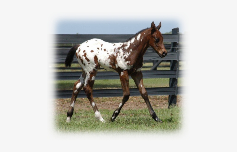 Animal - Appaloosa, transparent png #3884623