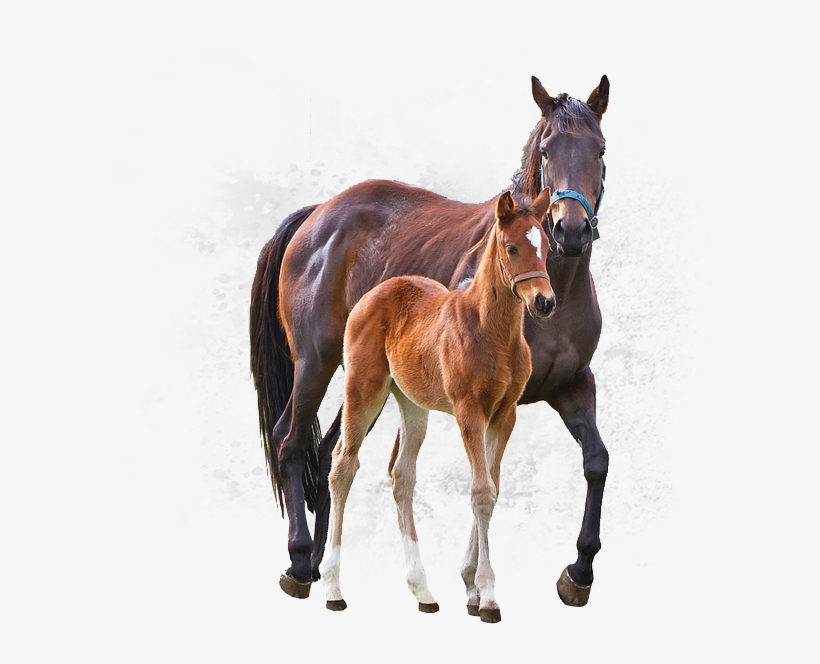 Correct Crooked Legs In Foals - Horse, transparent png #3884674