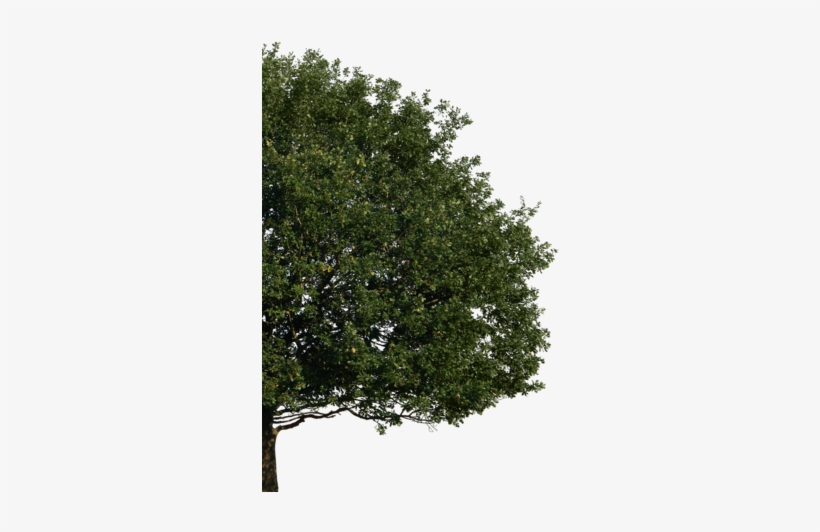 Marchion And Faucher Has Been Serving The Greater Hartford, - Tree Elevation Png Format, transparent png #3885754
