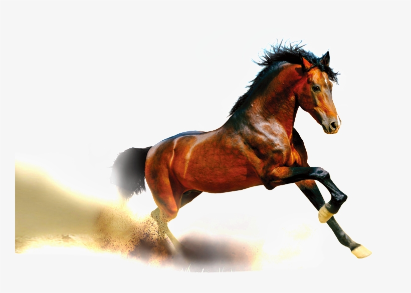 Yellow Running Horse Pattern Design - Arena Berger, Margot: Pepper Und Flo 3&4. Meine, transparent png #3886328