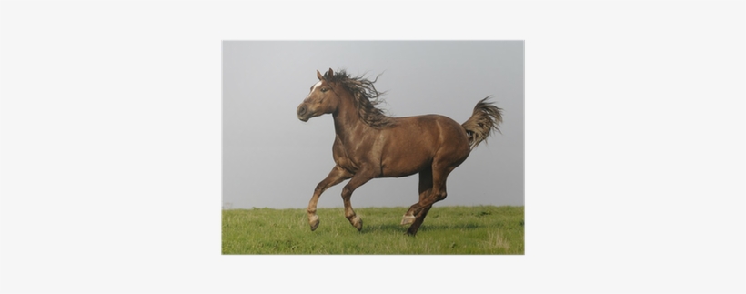 Horse, transparent png #3886550