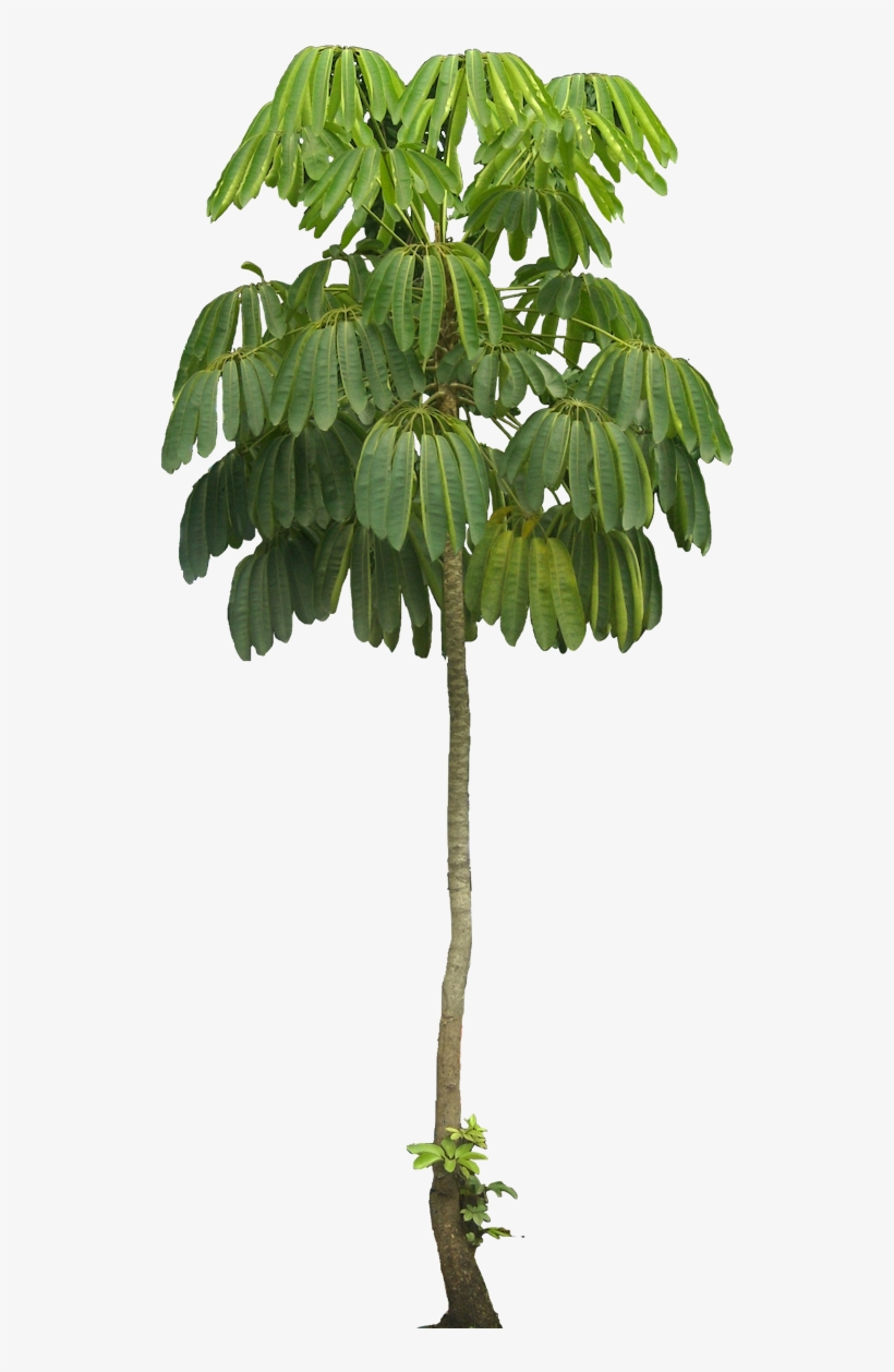 Tree Plan, Tree Cut Out, Interior Plants, Tree Decals, - Schefflera Macrostachya, transparent png #3887531