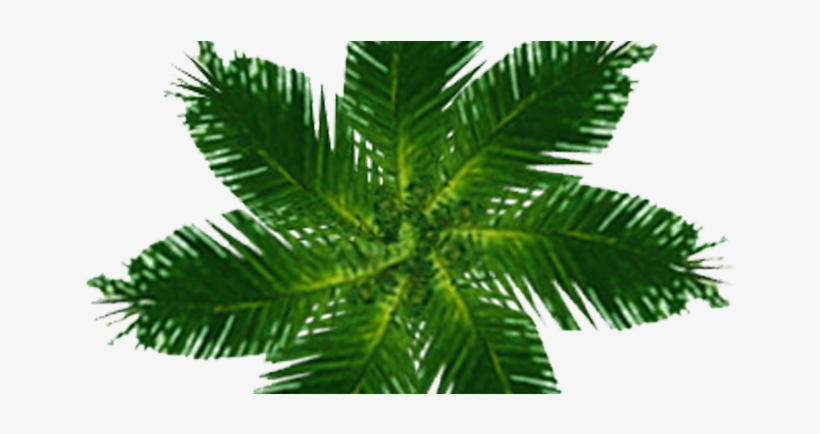 Plan Palm Psd, transparent png #3887838