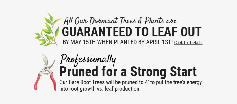 All Peaches Are Semi Dwarf On Citation Rootstock, Except - Weekend Of Passion: Billionaire Romance, transparent png #3887933