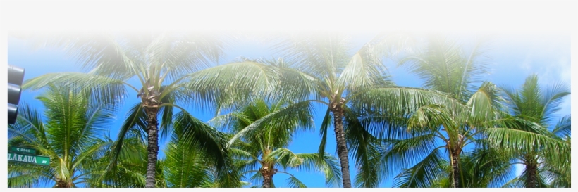 General Hi Footer - Attalea Speciosa, transparent png #3888086