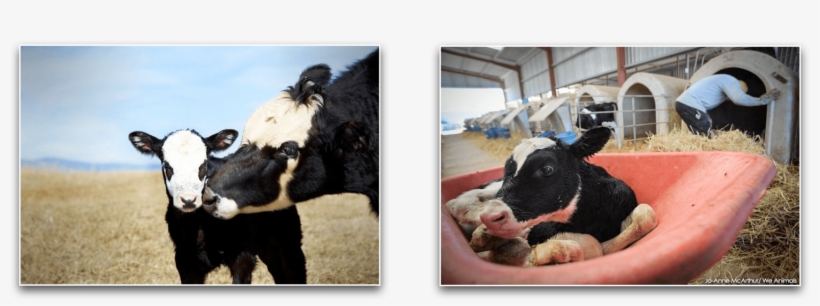 Mother Cow And Her Baby Vs Baby Calf Taken For Veal - Manna Pro Bounce-back Electrolyte Supplement For Livestock,, transparent png #3888619