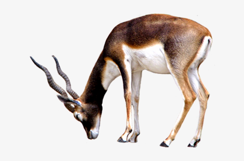 Horse Clip Art Sideways - Antelope Transparent Background, transparent png #3888786