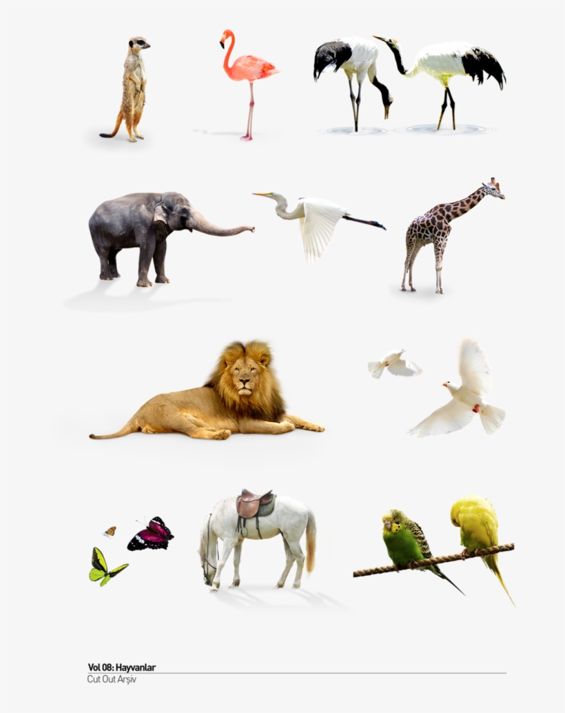 Wild Animals Png - Giraffe, transparent png #3888905