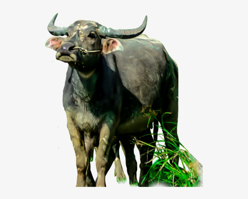 Animals Clipart Png,cartoon Animals Png,cute Animal - Water Buffalo Png, transparent png #3889158