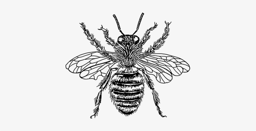 Honey Bee Black And White Insects Stripes - Diagram Of Queen Honey Bee, transparent png #3889824