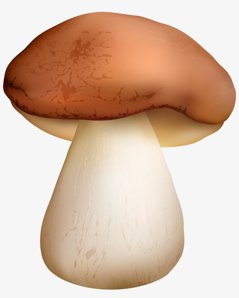 Boletus Mushroom Png Clipart - Boletus Clipart, transparent png #3889871