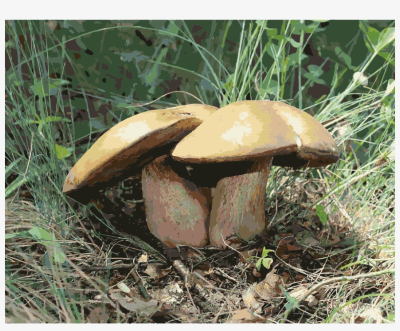 Download Hřib Koloděj Clipart Suillellus Luridus Penny - Hríb Siný, transparent png #3889976