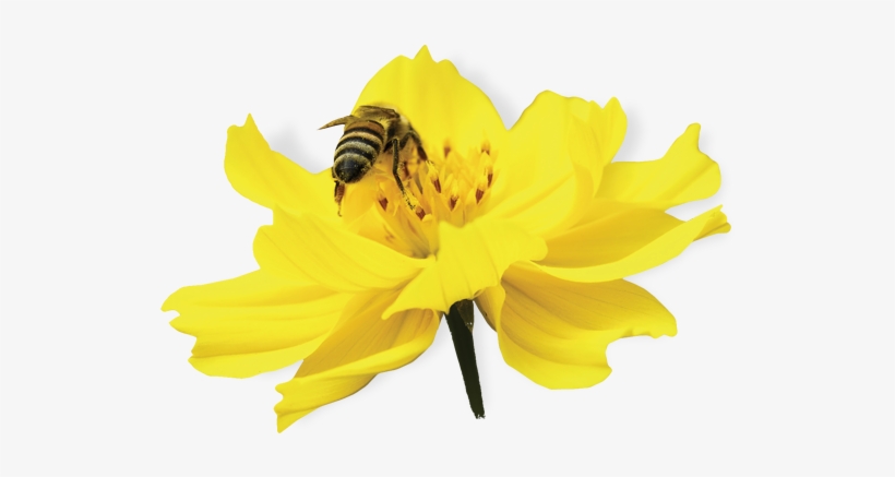 Bee Venom - Bee On Flower Png, transparent png #3890229
