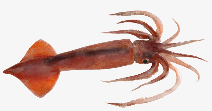 Colossal Squid, transparent png #3892034