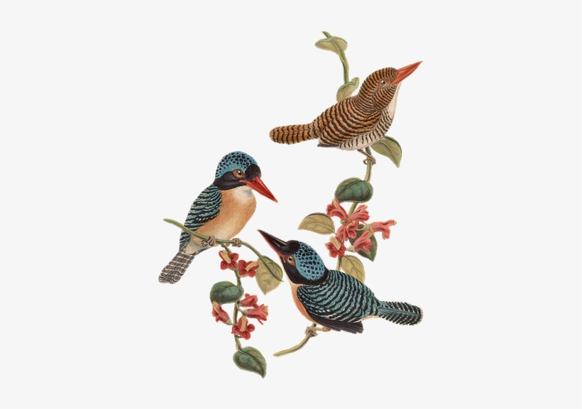 Bird, Birds, Branch, Flowers, Vintage, Isolated - Posterazzi Birds Of Asia 1850 Black-faced Kingfisher, transparent png #3894683