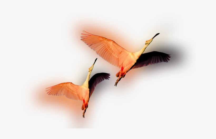Color Palette Ideas From Bird Ibis Beak Image - Parrot, transparent png #3895172