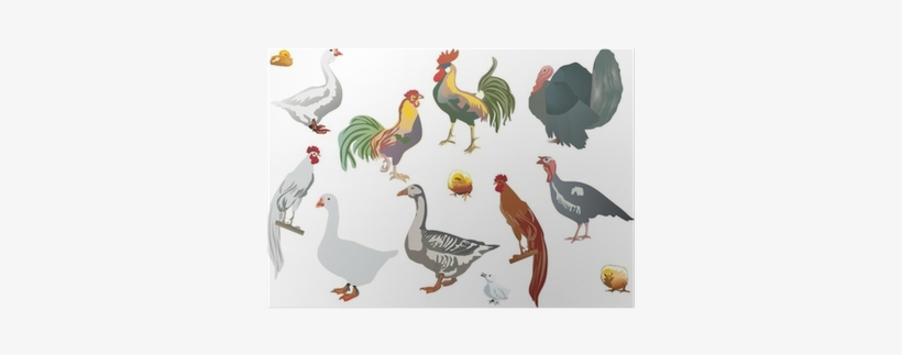 Bird, transparent png #3895386