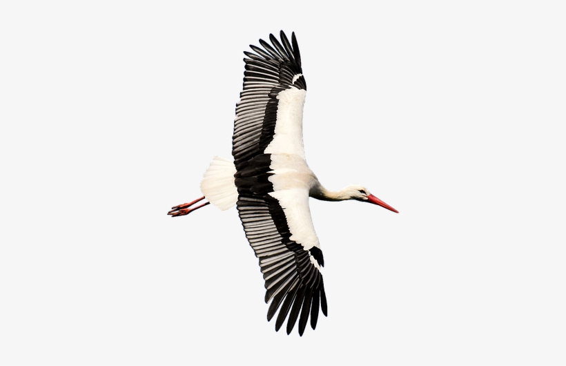 Stork, Transparent, Rattle Stork, Nature, Isolated - Transparent Stork, transparent png #3895417