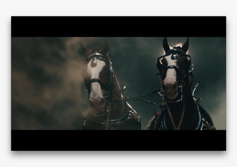 Budweiser Not Backing Down - Stallion, transparent png #3895880