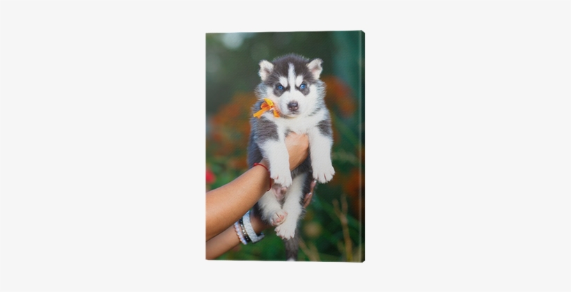 Siberian Husky, transparent png #3896196