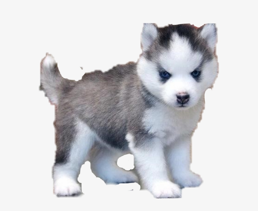 Pomsky Pomeranian Husky Dog Dogs Sticker Usethis Animal - Siberian Husky Cross Breed, transparent png #3896219
