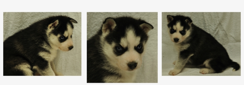Siberian Husky Puppy - Royal Siberians, transparent png #3896269
