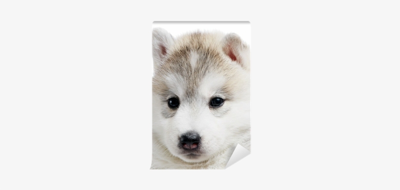 One Siberian Husky Puppy Isolated Wall Mural • Pixers® - Branco Husky Siberiano Filhote, transparent png #3896349