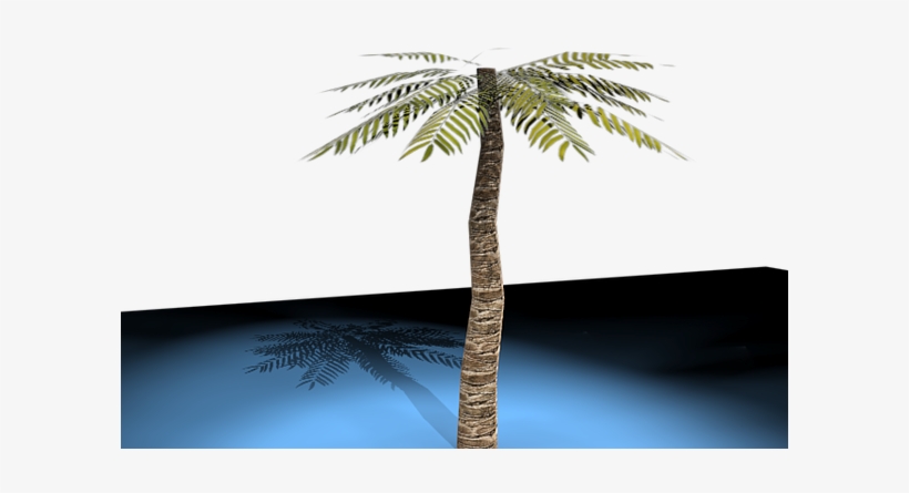 3d Palm Tree Model With Lighting And Shading - Attalea Speciosa, transparent png #3896412